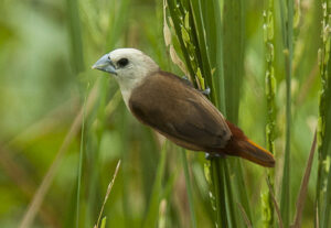 Pale-headed Munia