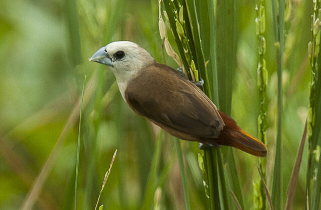 Pale-headed Munia