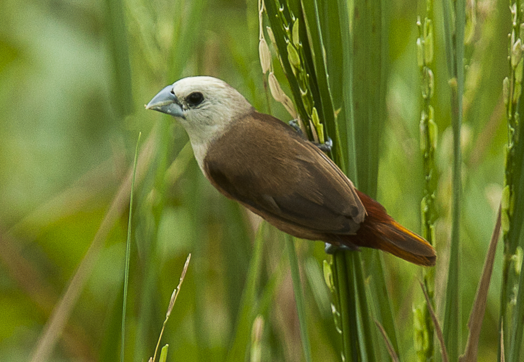 Pale-headed Munia