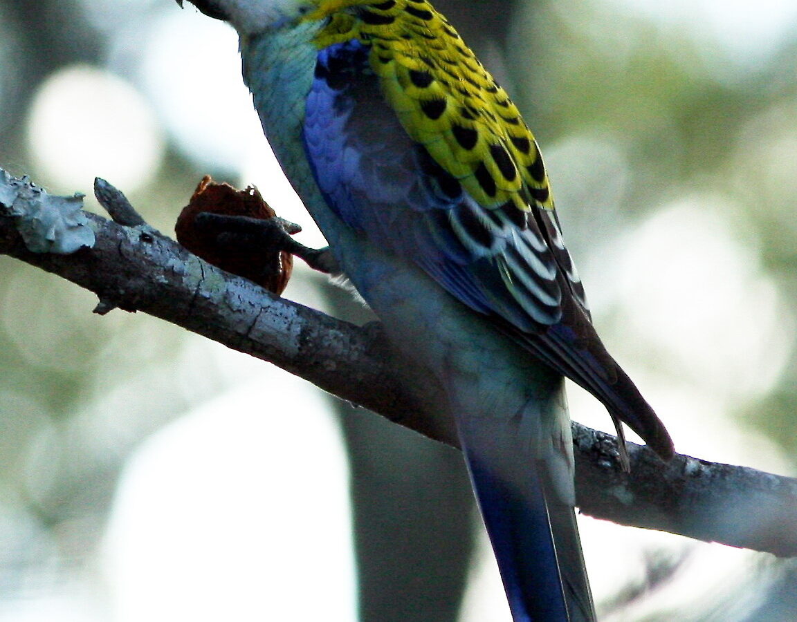 Pale-headed Rosella