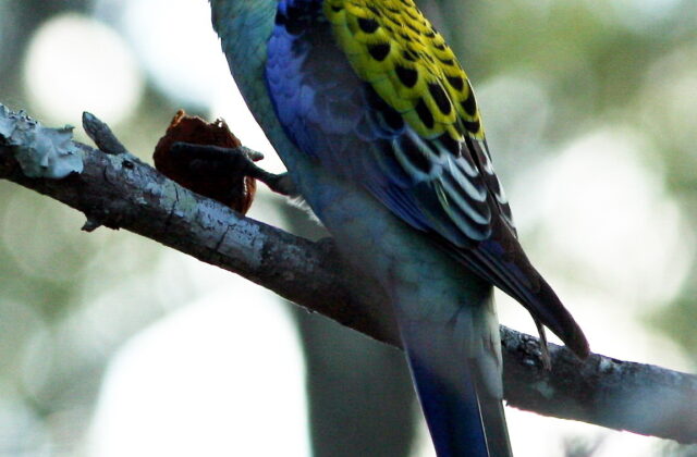 Pale-headed Rosella