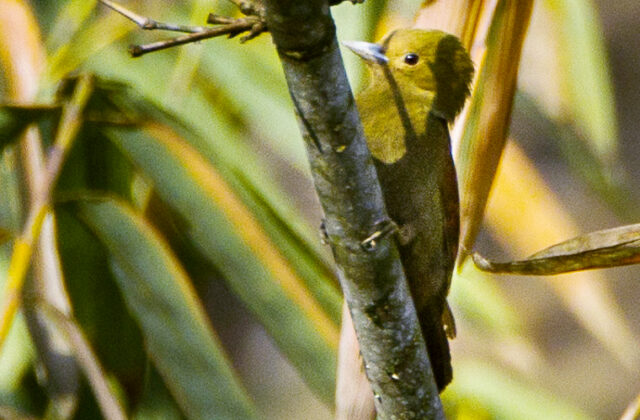 Pale-headed Woodpecker