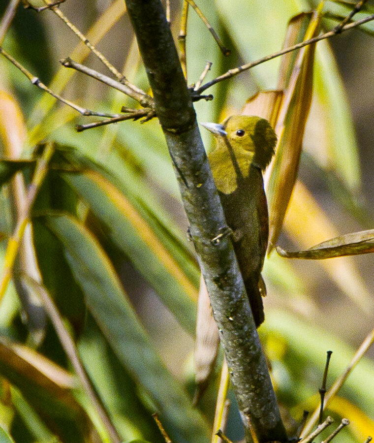 Pale-headed Woodpecker