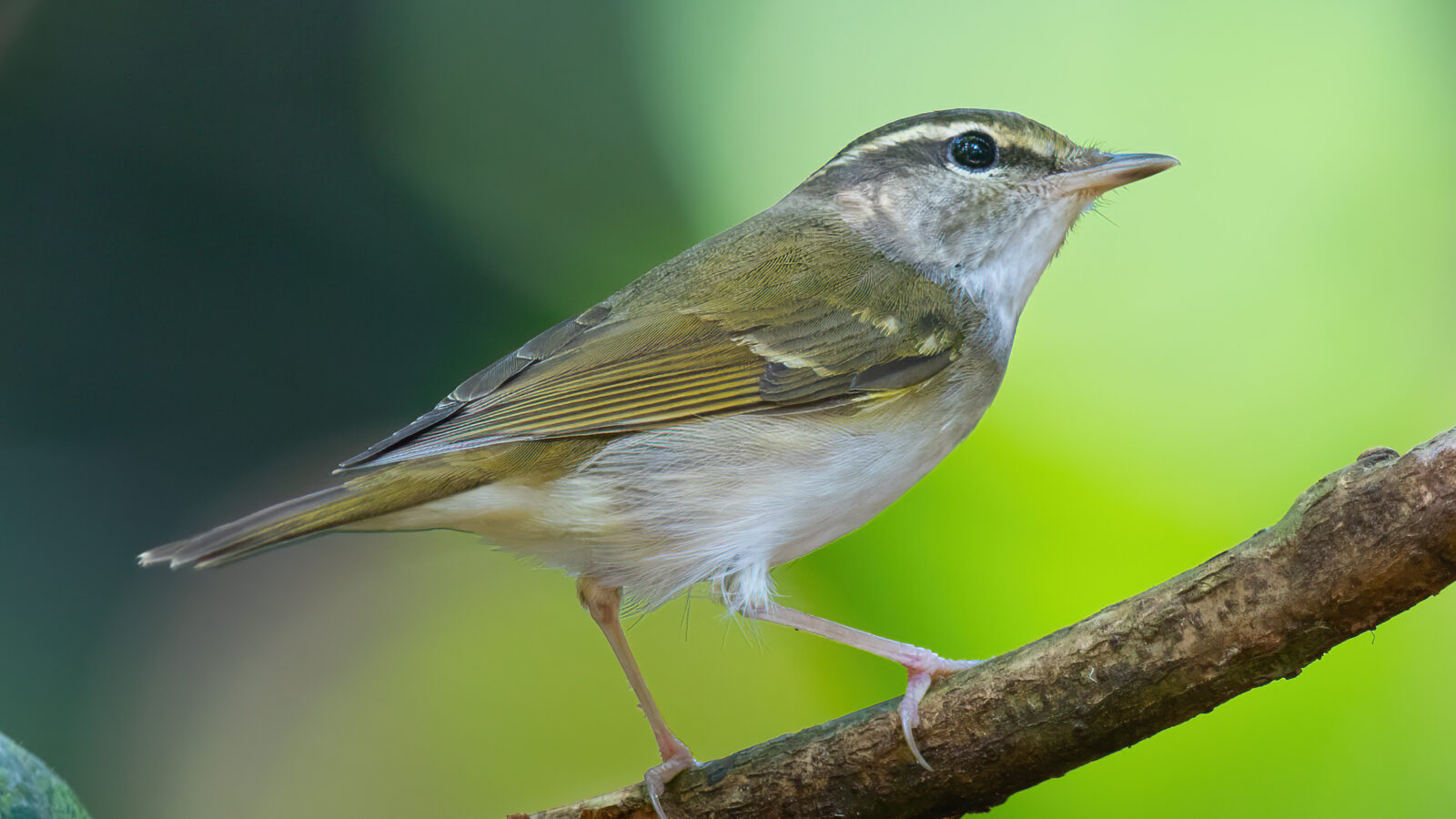 Pale-legged Leaf Warbler