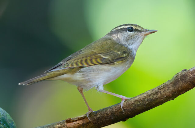 Pale-legged Leaf Warbler