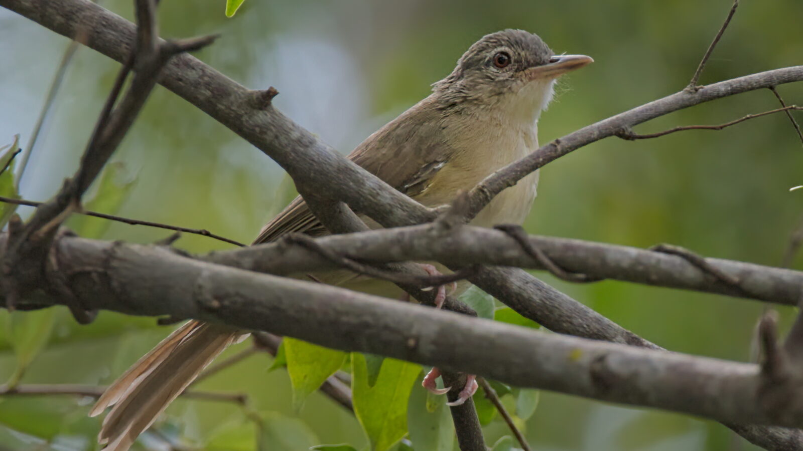 Pale-olive Greenbul
