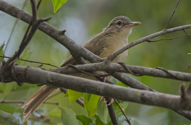 Pale-olive Greenbul