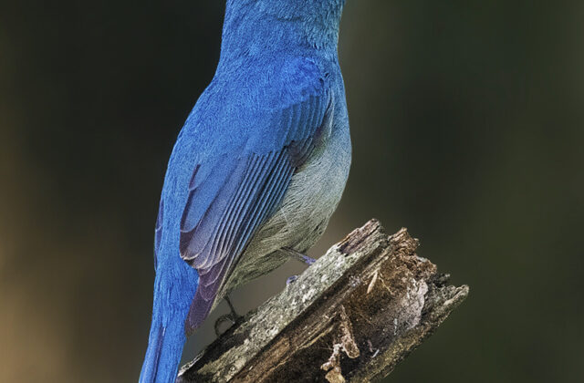 Pale Blue Flycatcher