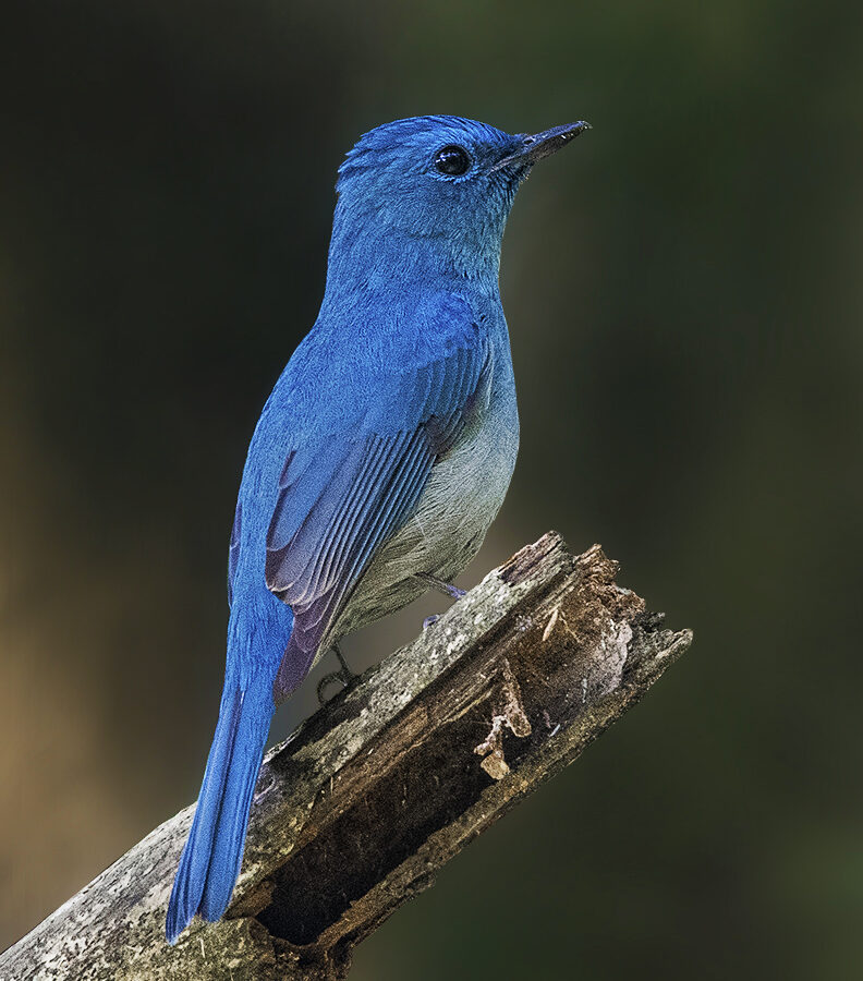 Pale Blue Flycatcher