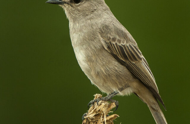 Pale Flycatcher