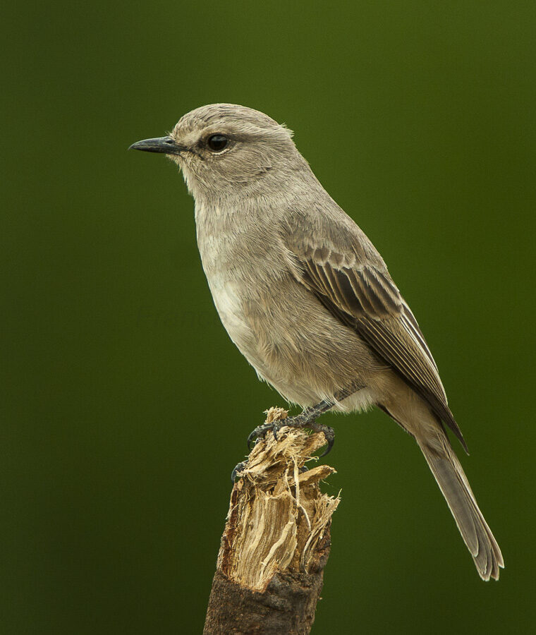 Pale Flycatcher
