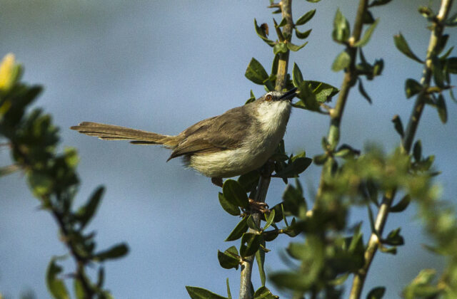 Pale Prinia