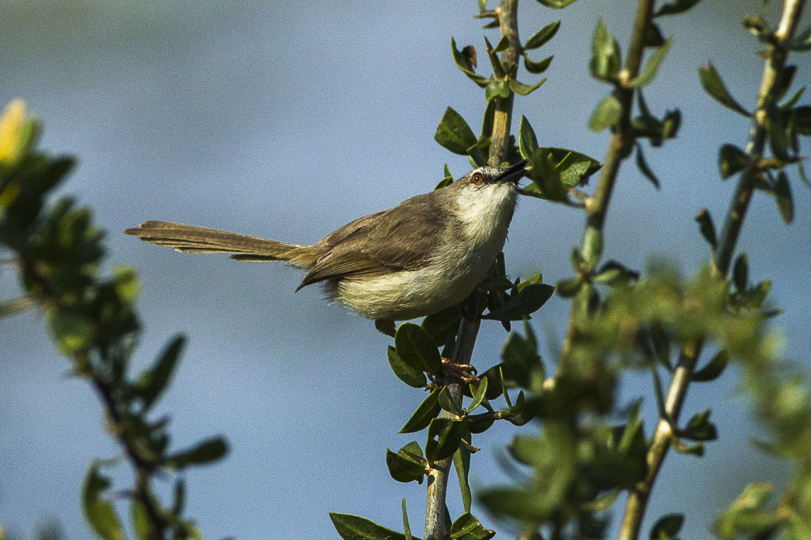 Pale Prinia