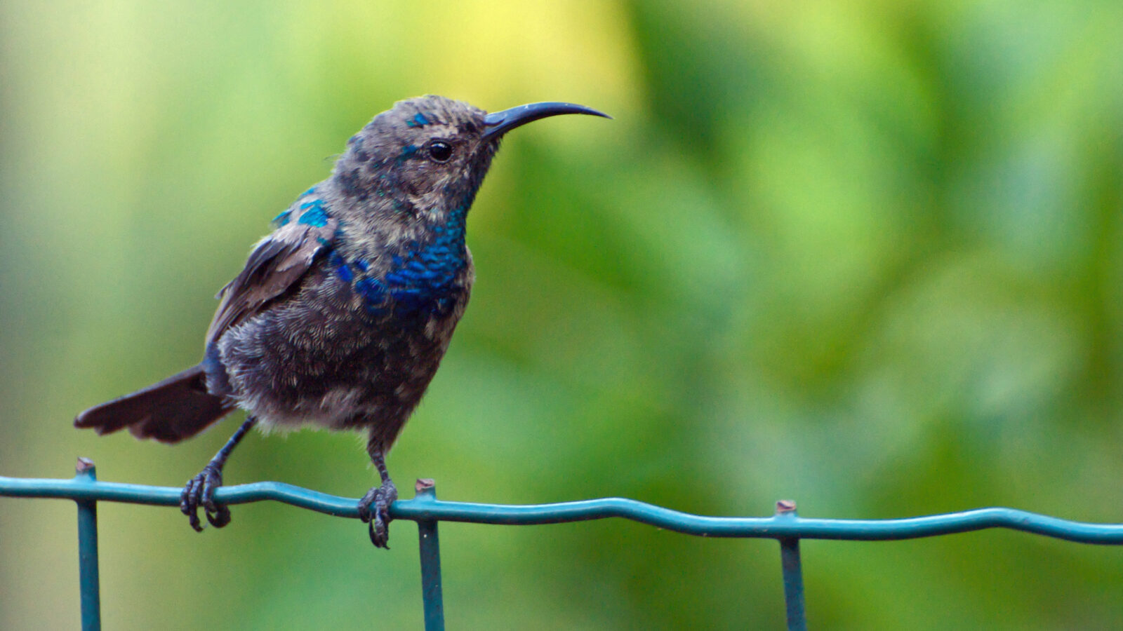 Palestine Sunbird