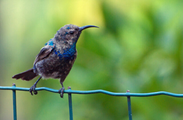 Palestine Sunbird