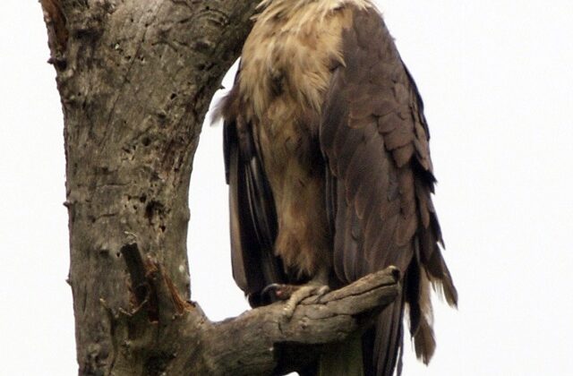 Pallas’s Fish Eagle