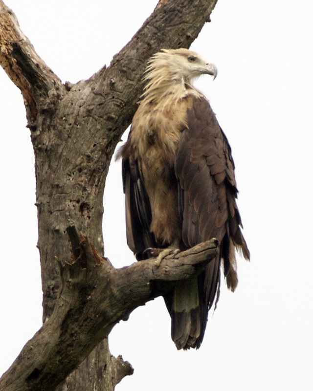 Pallas’s Fish Eagle