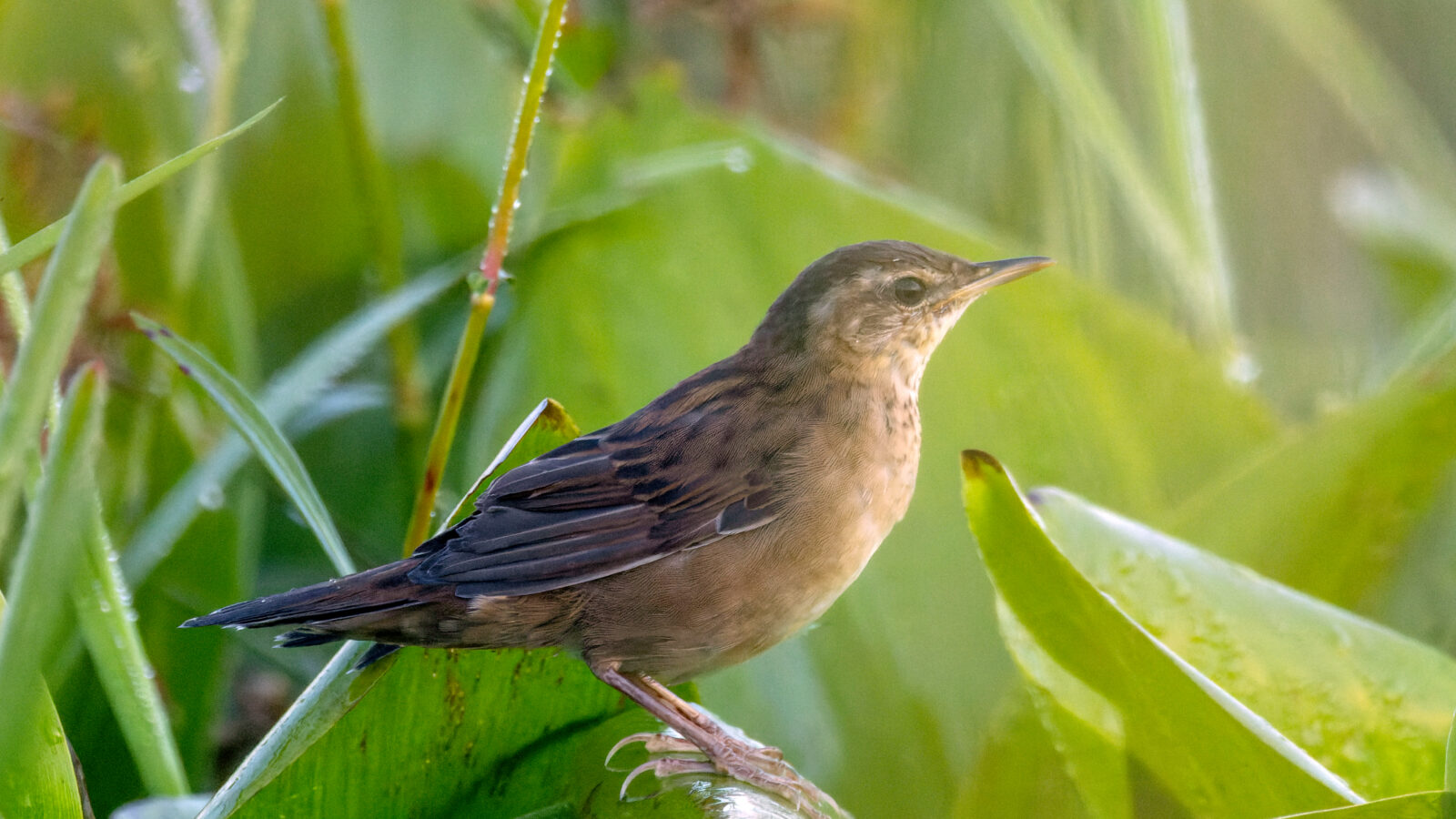 Pallas’s Grasshopper Warbler