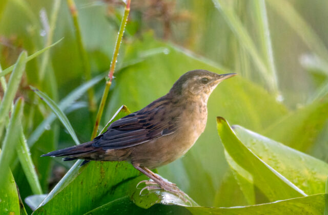 Pallas’s Grasshopper Warbler