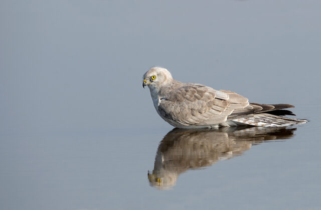 Pallid Harrier