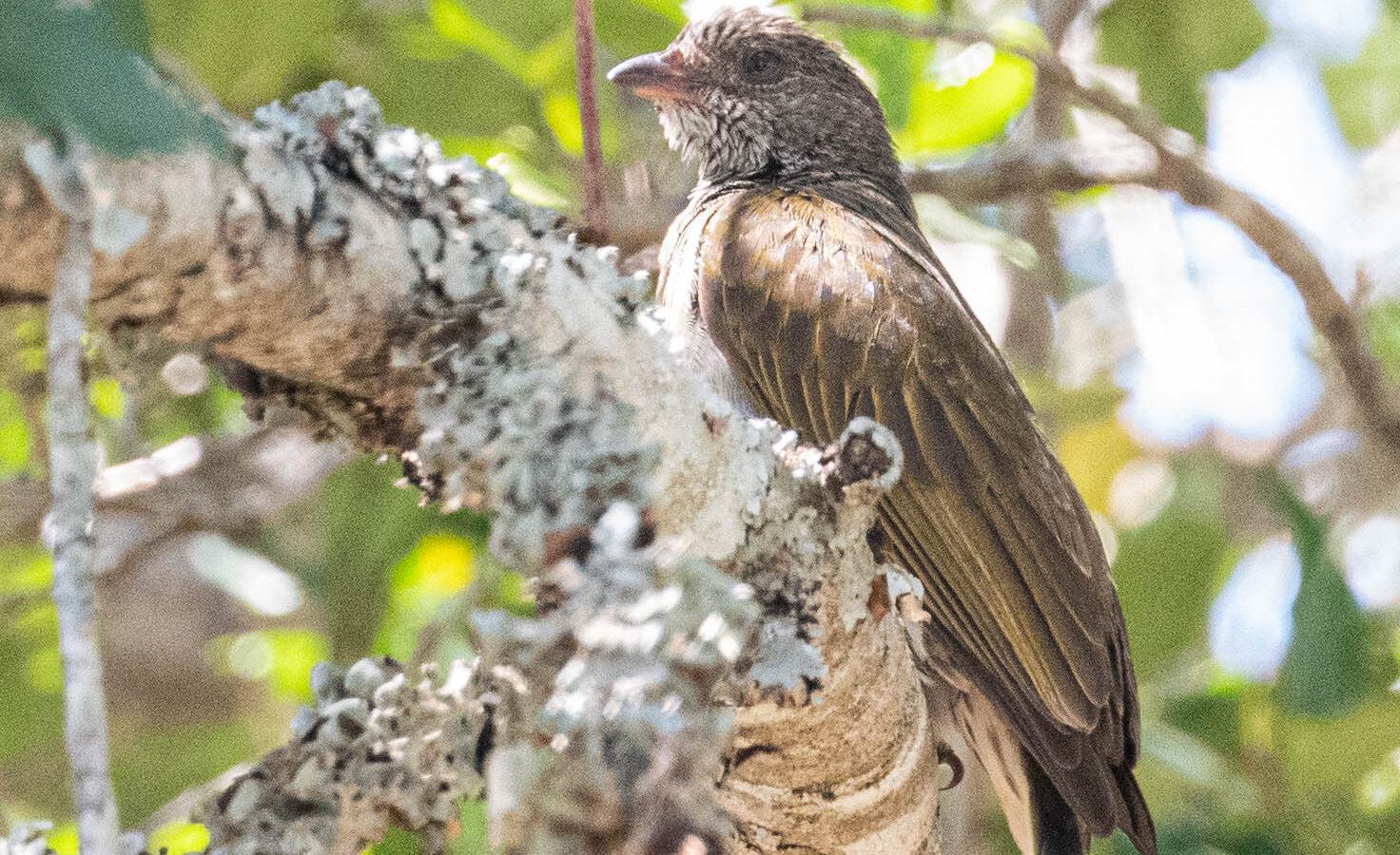 Pallid Honeyguide