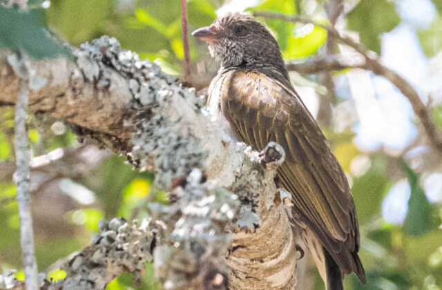 Pallid Honeyguide
