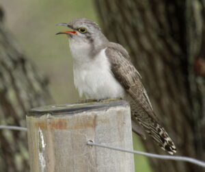 Pallid Cuckoo