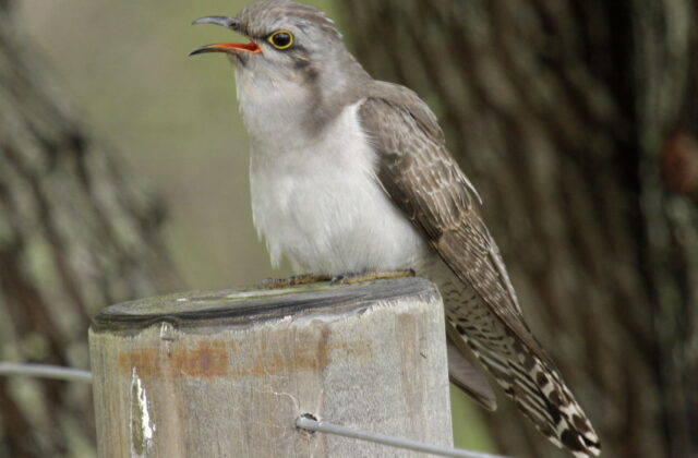 Pallid Cuckoo