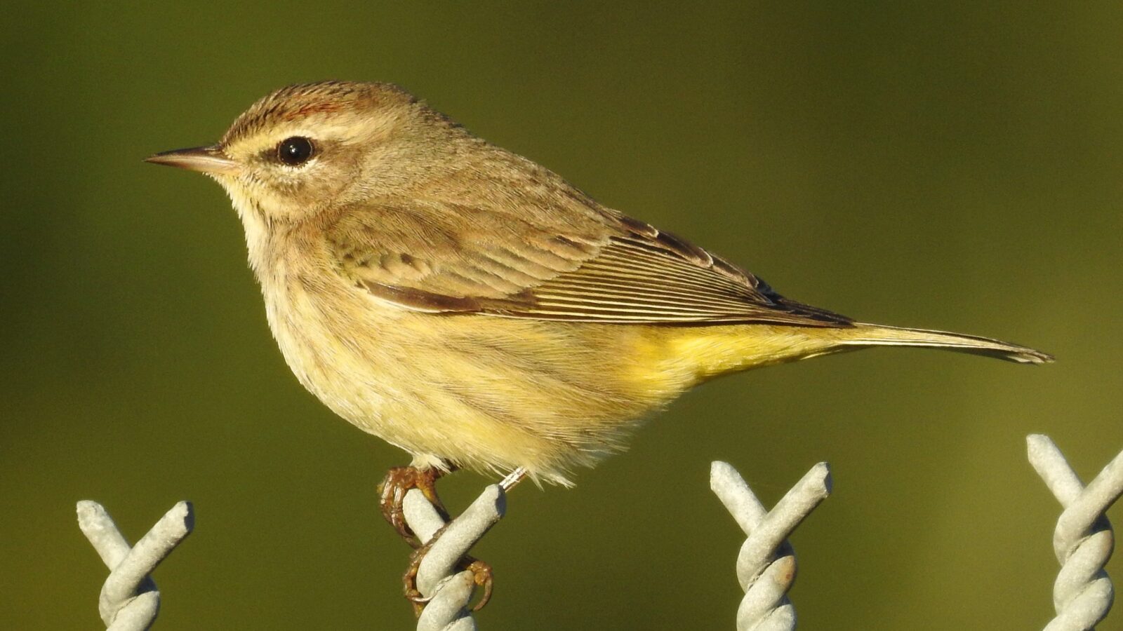Palm Warbler