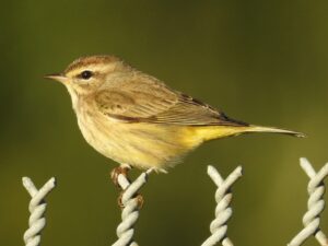 Palm Warbler