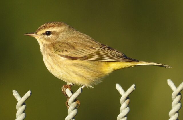 Palm Warbler