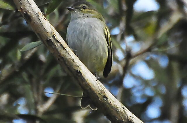 Mistletoe Tyrannulet