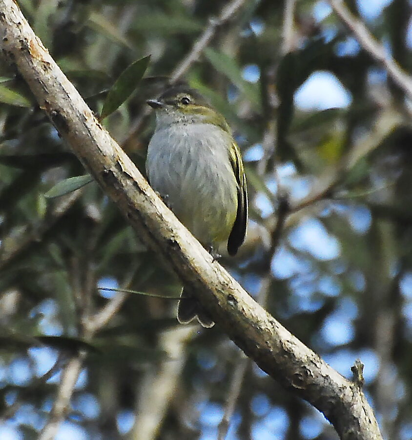 Mistletoe Tyrannulet