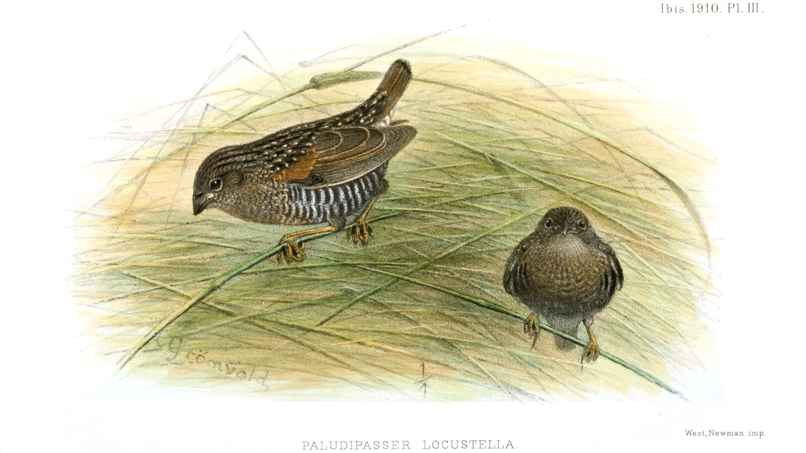 Locust Finch