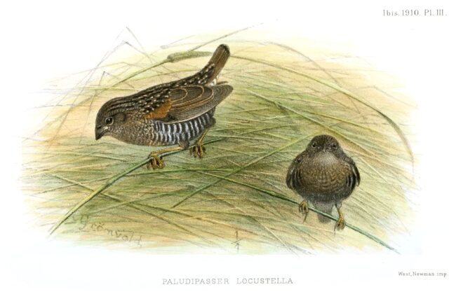 Locust Finch