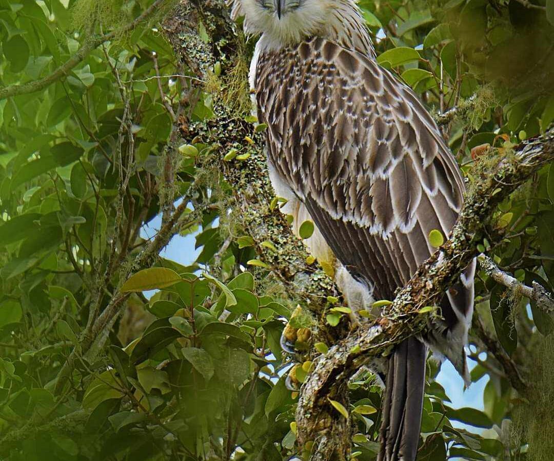 Philippine Eagle