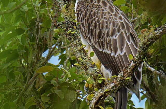 Philippine Eagle