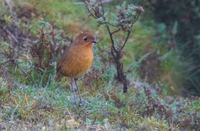 Panao Antpitta