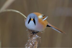 Bearded Reedling