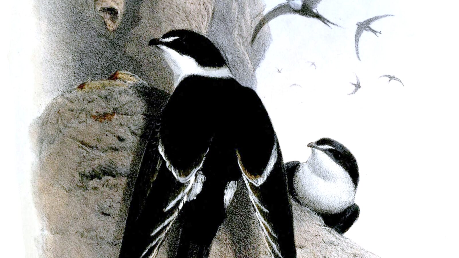 Great Swallow-tailed Swift