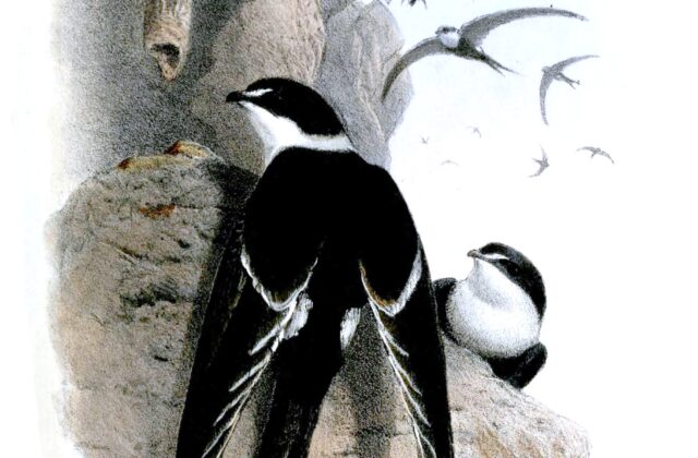Great Swallow-tailed Swift