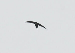 Lesser Swallow-tailed Swift