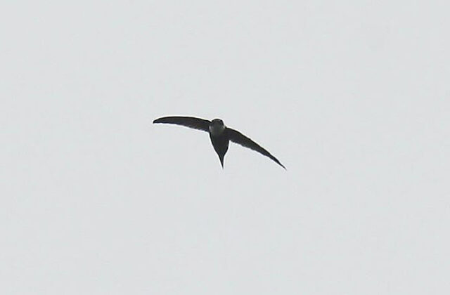 Lesser Swallow-tailed Swift