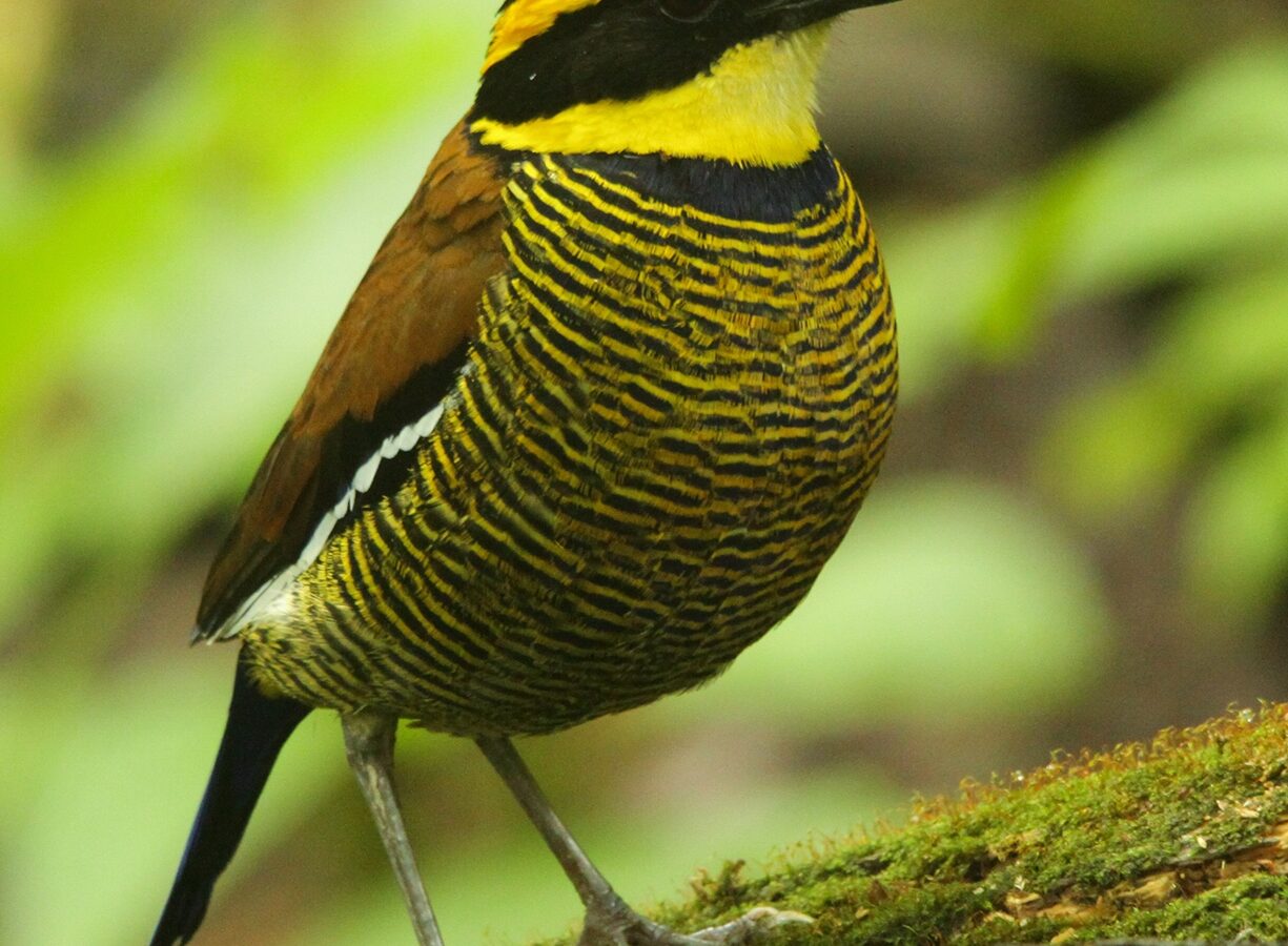 Javan Banded Pitta