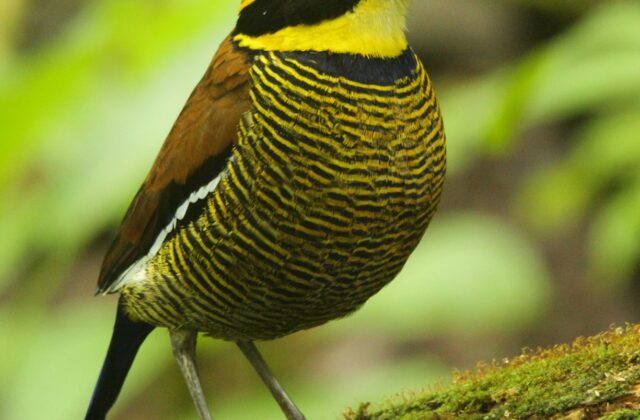 Javan Banded Pitta