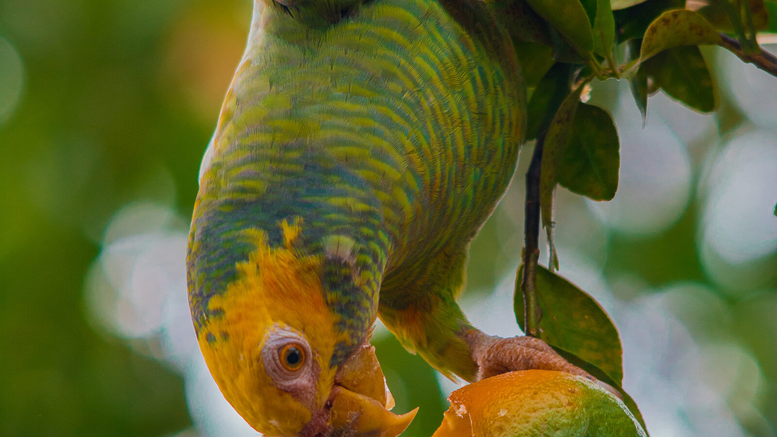 Yellow-faced Parrot