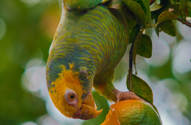 Yellow-faced Parrot