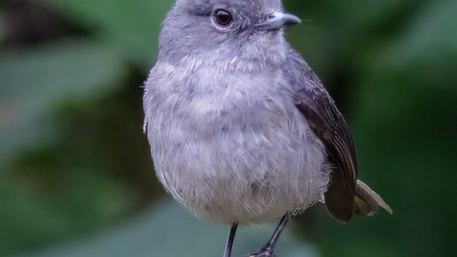 White-eyed Slaty Flycatcher