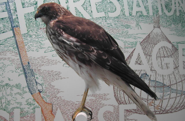 Reunion Harrier