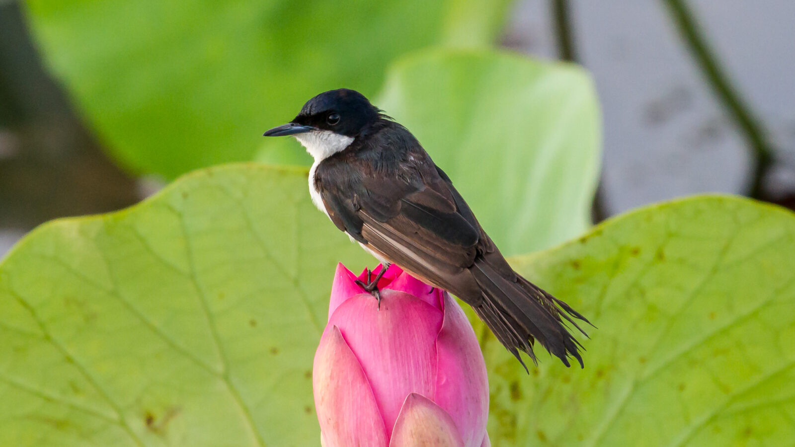 Paperbark Flycatcher